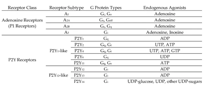 Subtypes of adenosine