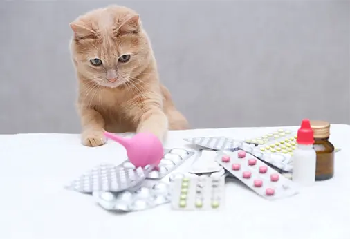cat