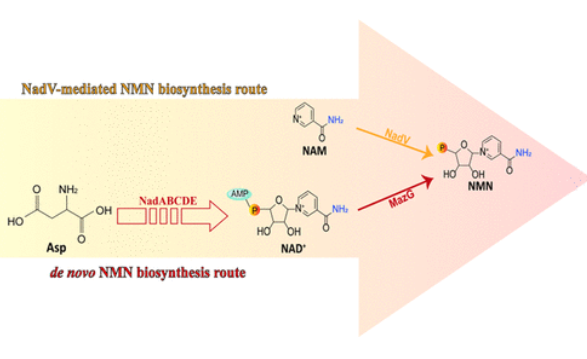 nmn in nad+ biosynthesis