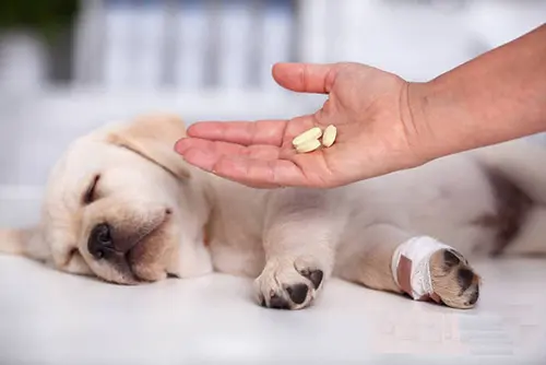 What parasites are killed by fenbendazole? Do you need a prescription for fenbendazole?