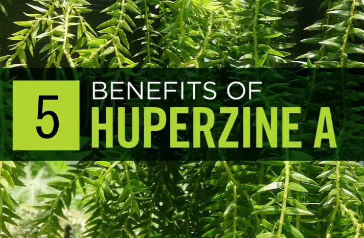 benefits of huperzine a