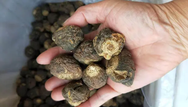 maca root extract