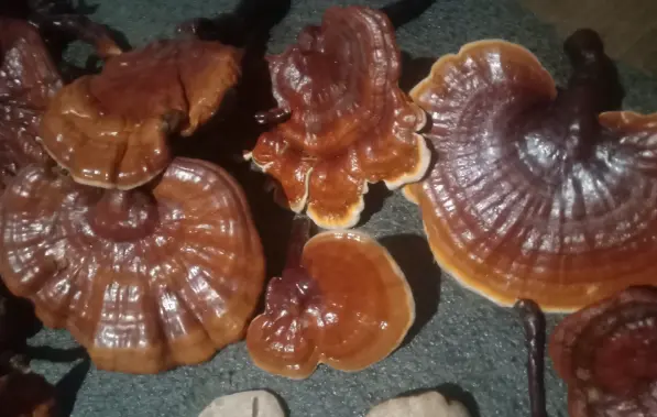 reishi mushroom