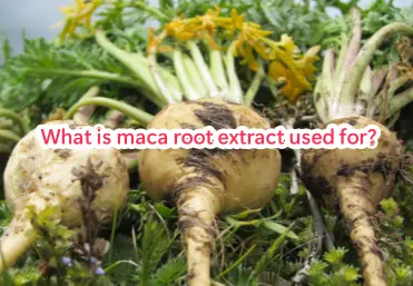 What are the uses of Maca Root Extract?