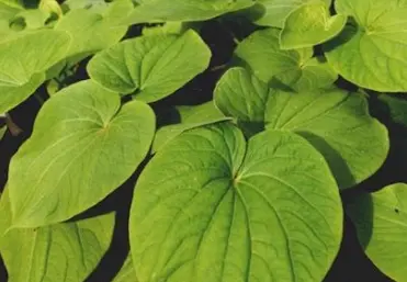 Is it safe to drink kava?