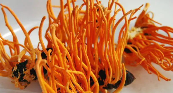 Cordyceps Militaris Extract Glucan