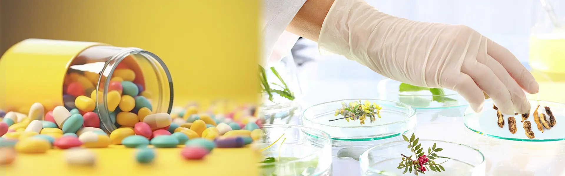 Sophora Japonica Extract tablet