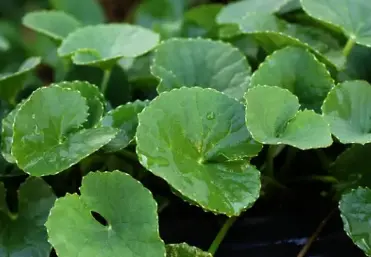 Effect of Centella asiatica extract