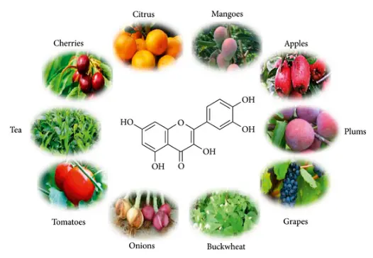 Quercetin Bioactivity