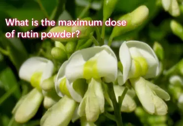 What is the maximum dose of rutin powder?