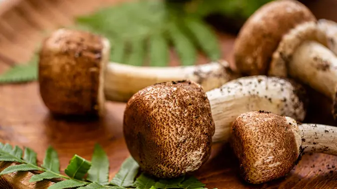 Agaricus Blazei Polysaccharides