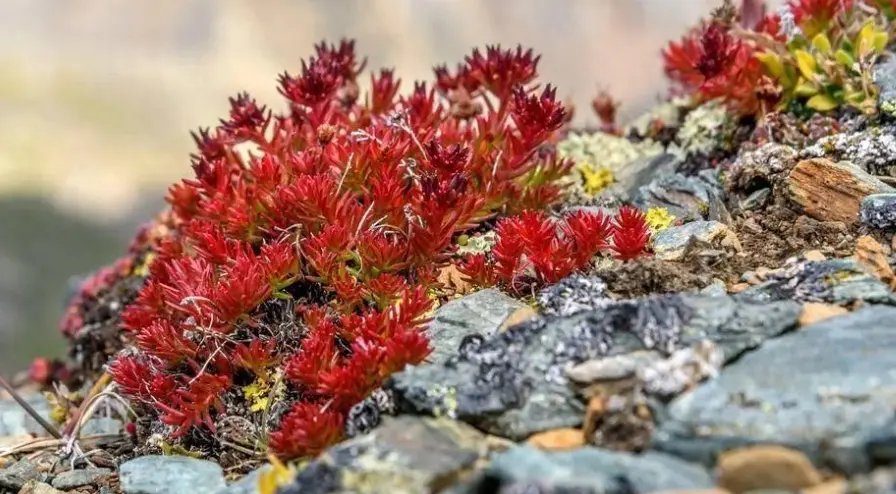 Rhodiola Rosea