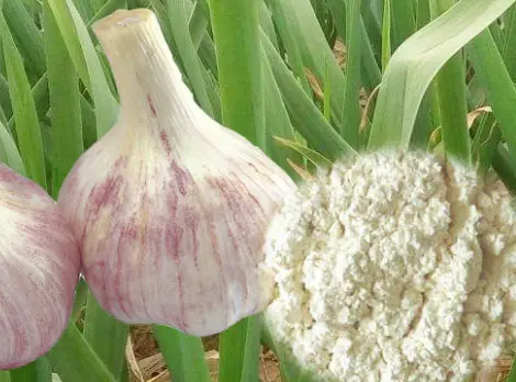 garlic allicin powder