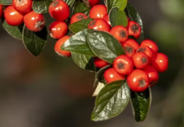 Why Is Alpha Arbutin the Best Natural Solution for Brightening Your Skin?