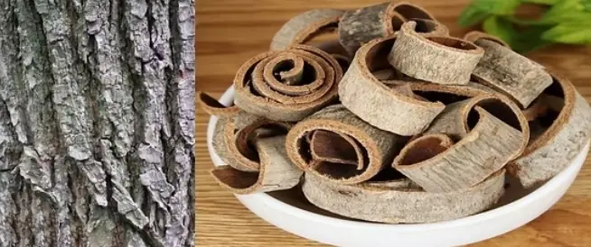 Does magnolia have health benefits