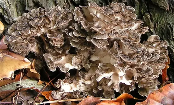 Grifola frondosa extract